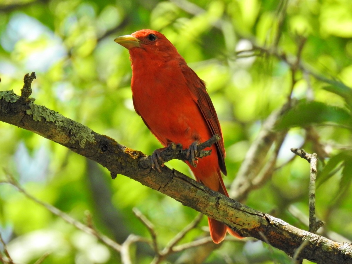 Summer Tanager - ML464002951