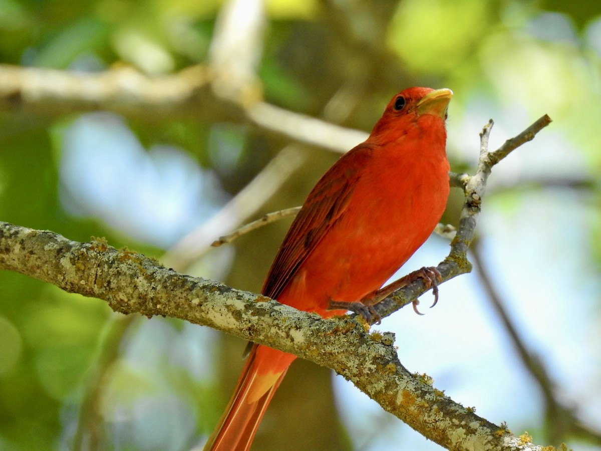 Summer Tanager - ML464003021