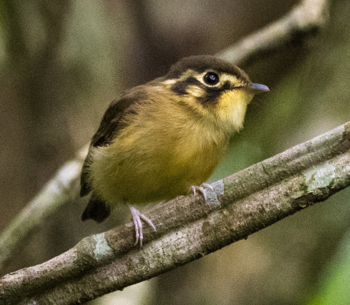 White-throated Spadebill - Daniel Luciano