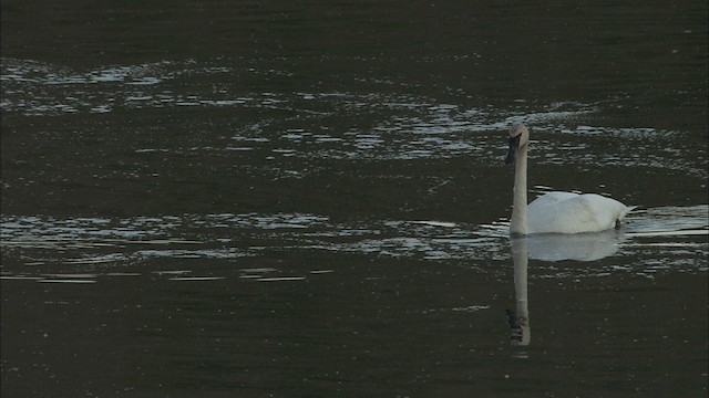 Trumpeter Swan - ML464004