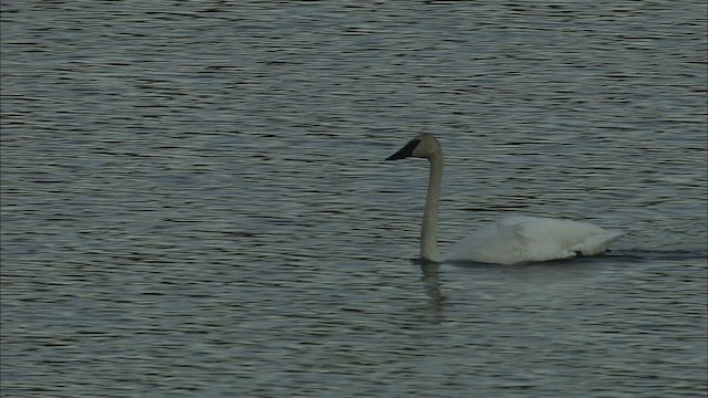Trumpeter Swan - ML464006