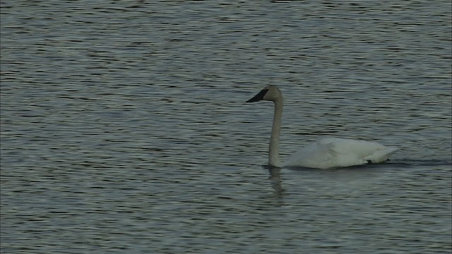 Cygne trompette - ML464006