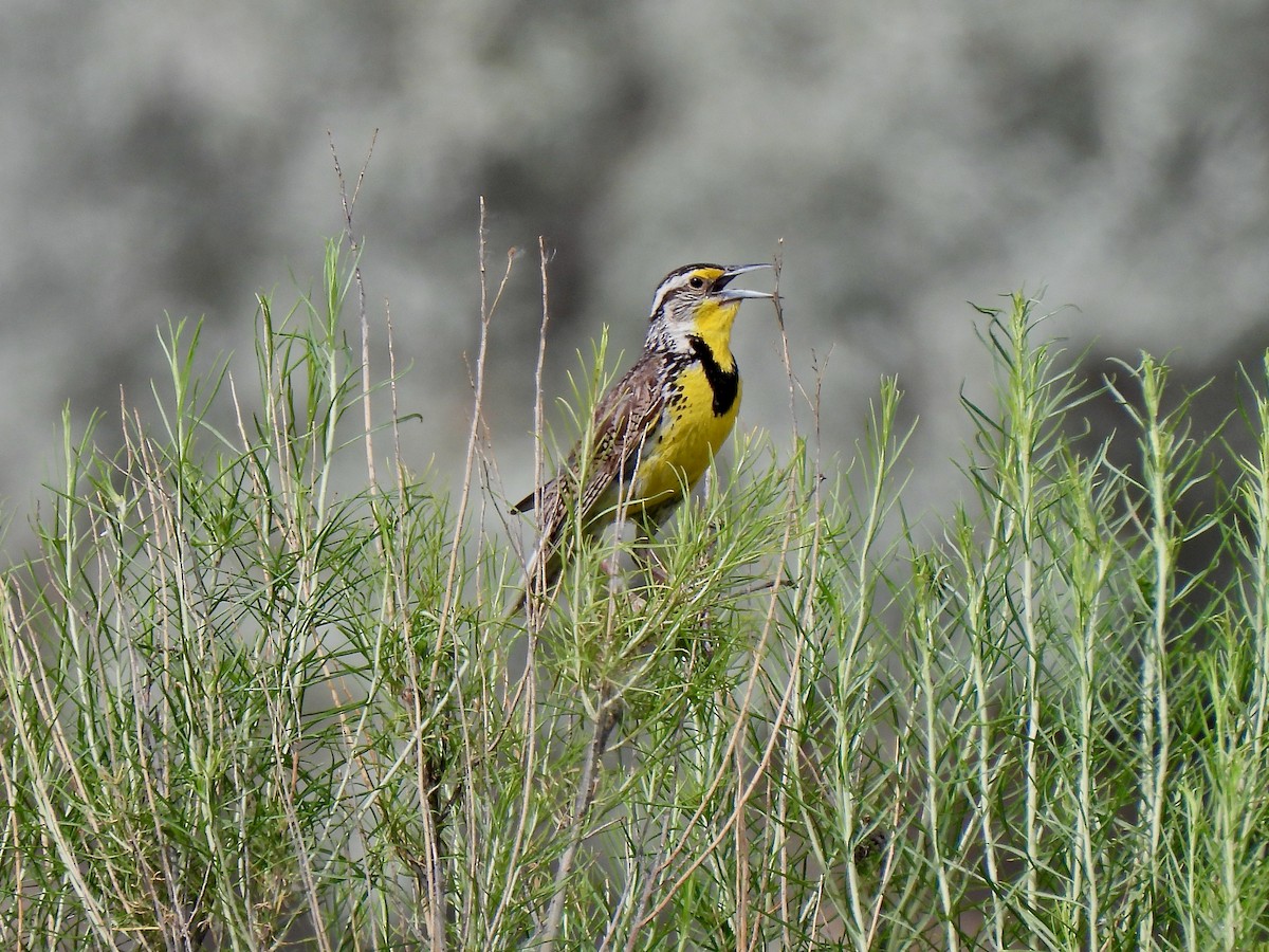 Western Meadowlark - ML464006831