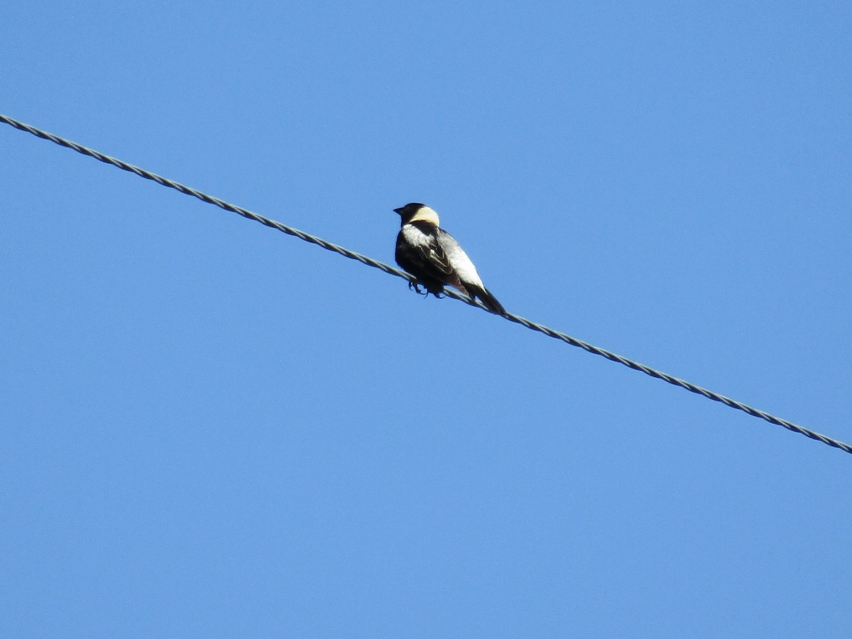 Bobolink - Elizabeth Medes