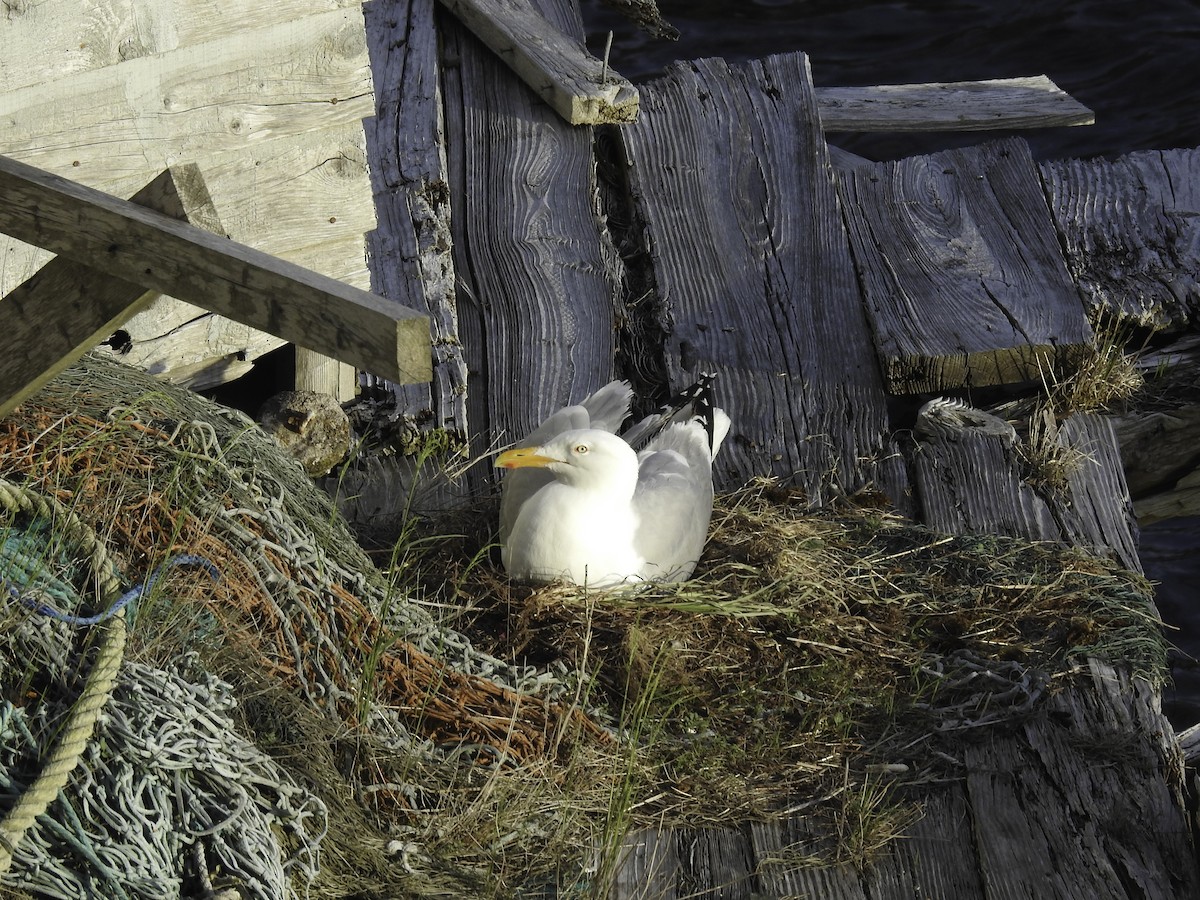 Herring Gull - ML464007751