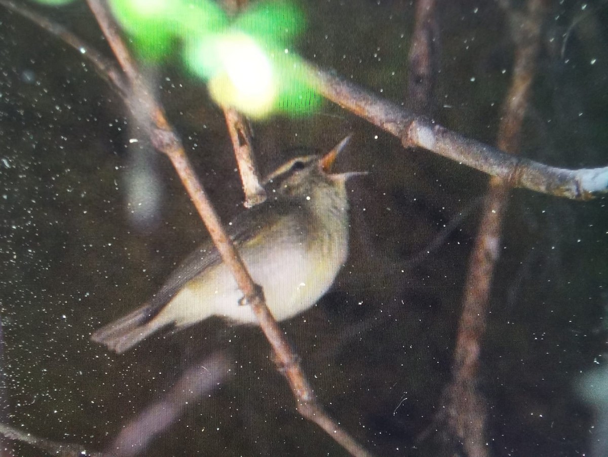 Large-billed Leaf Warbler - ML464007941