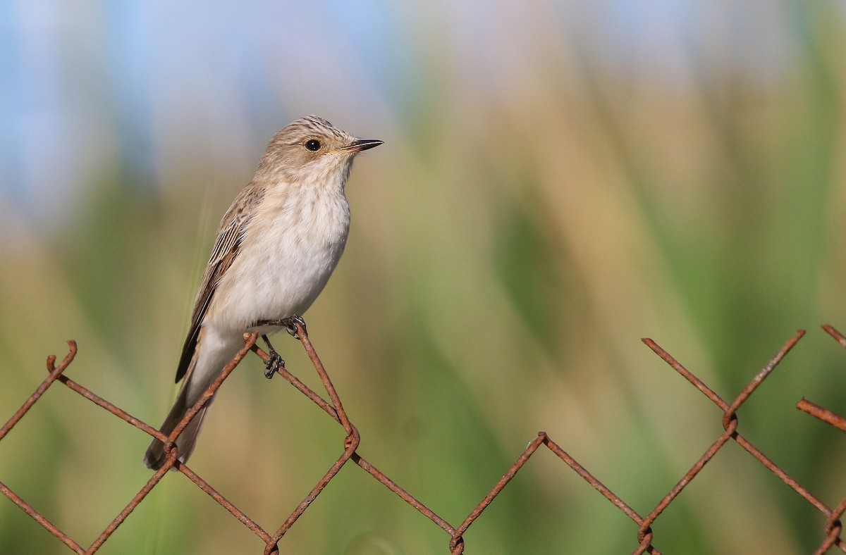 Spotted Flycatcher - Carlos Sanchez