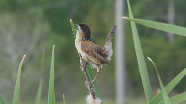 Marsh Wren - ML464013221