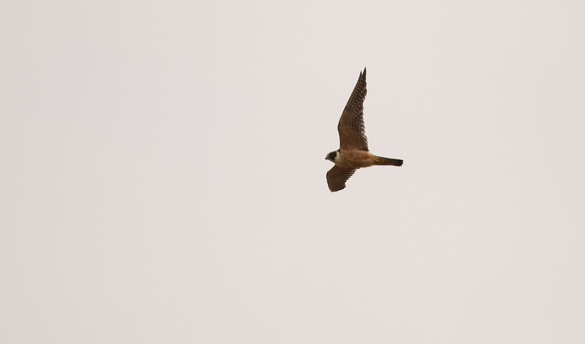 Australian Hobby - ML46401681