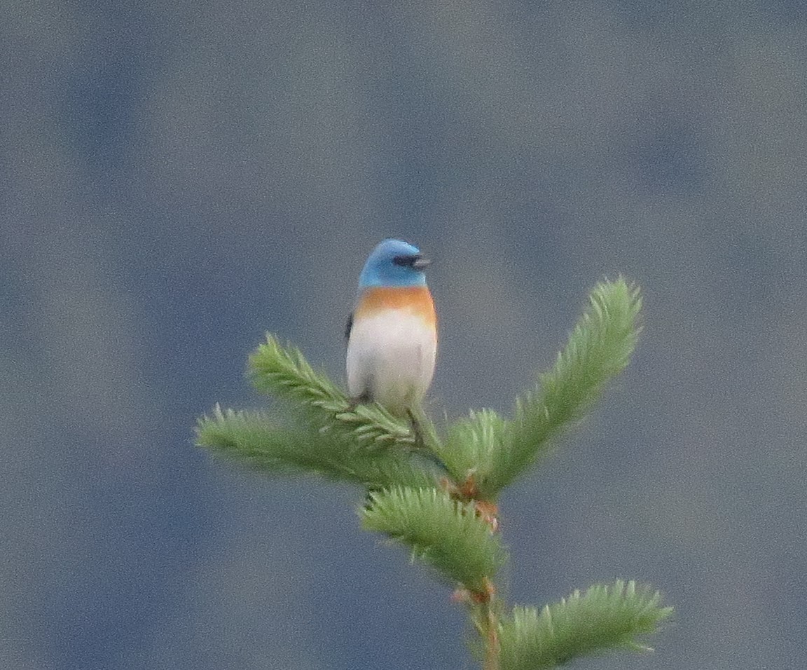Lazuli Çintesi - ML464018701