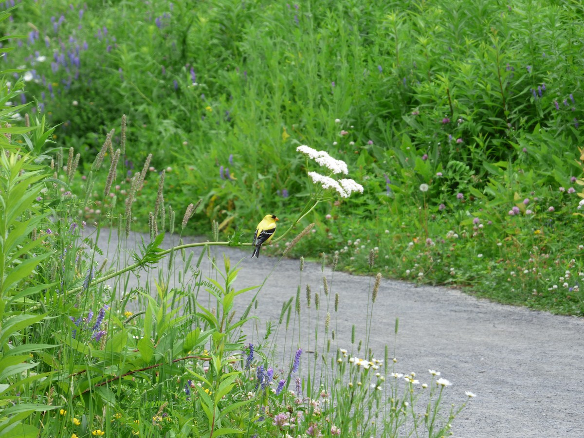 American Goldfinch - ML464020281