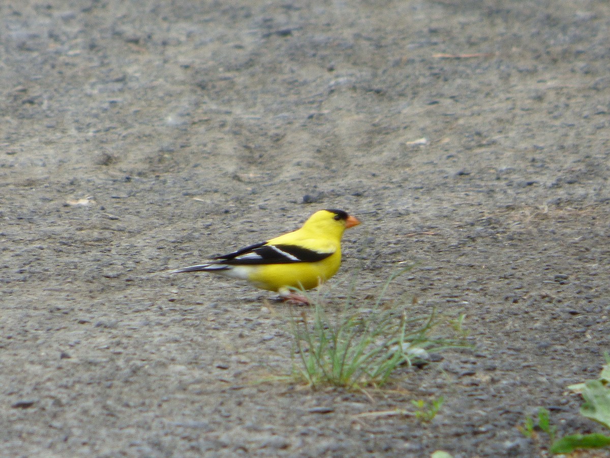 American Goldfinch - ML464020291