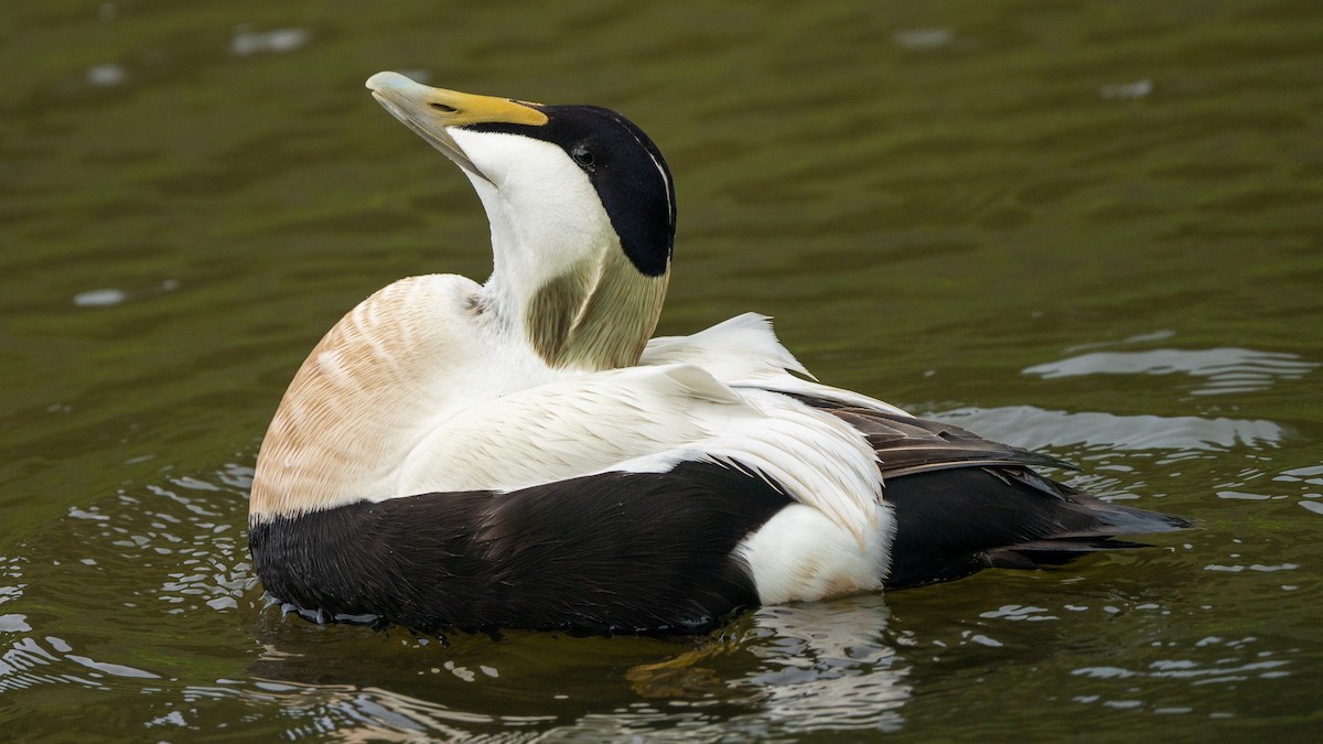 Common Eider - ML464020931