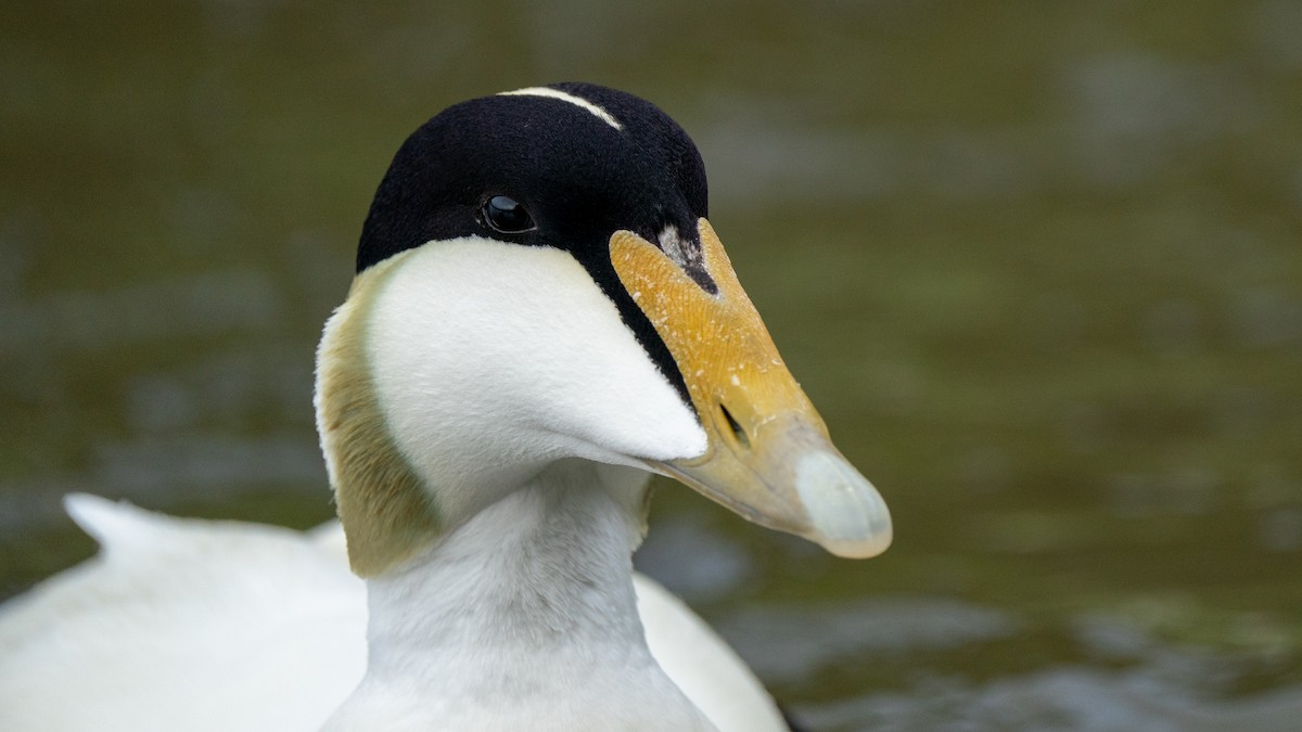 Common Eider - ML464021041