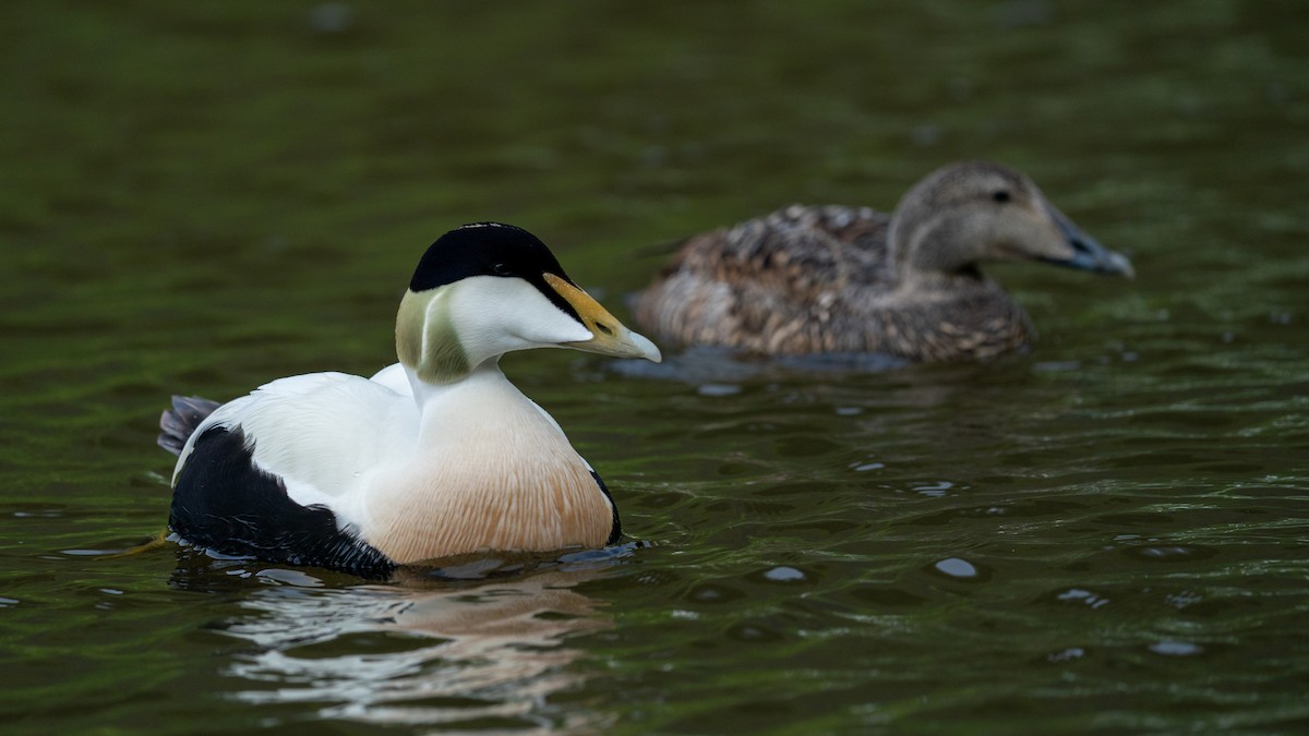 Common Eider - ML464021061