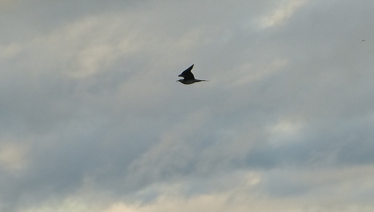 Parasitic Jaeger - ML464022291