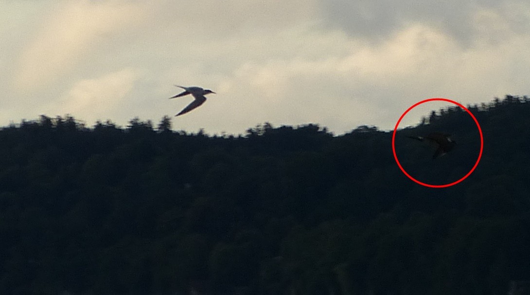 Parasitic Jaeger - ML464022301