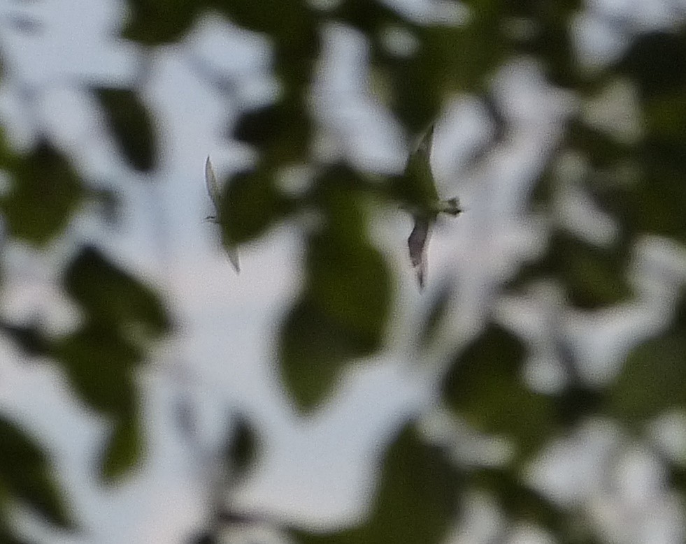 Parasitic Jaeger - ML464022311