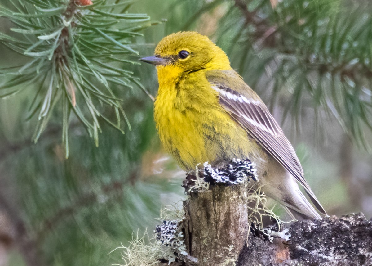 Pine Warbler - ML464023041