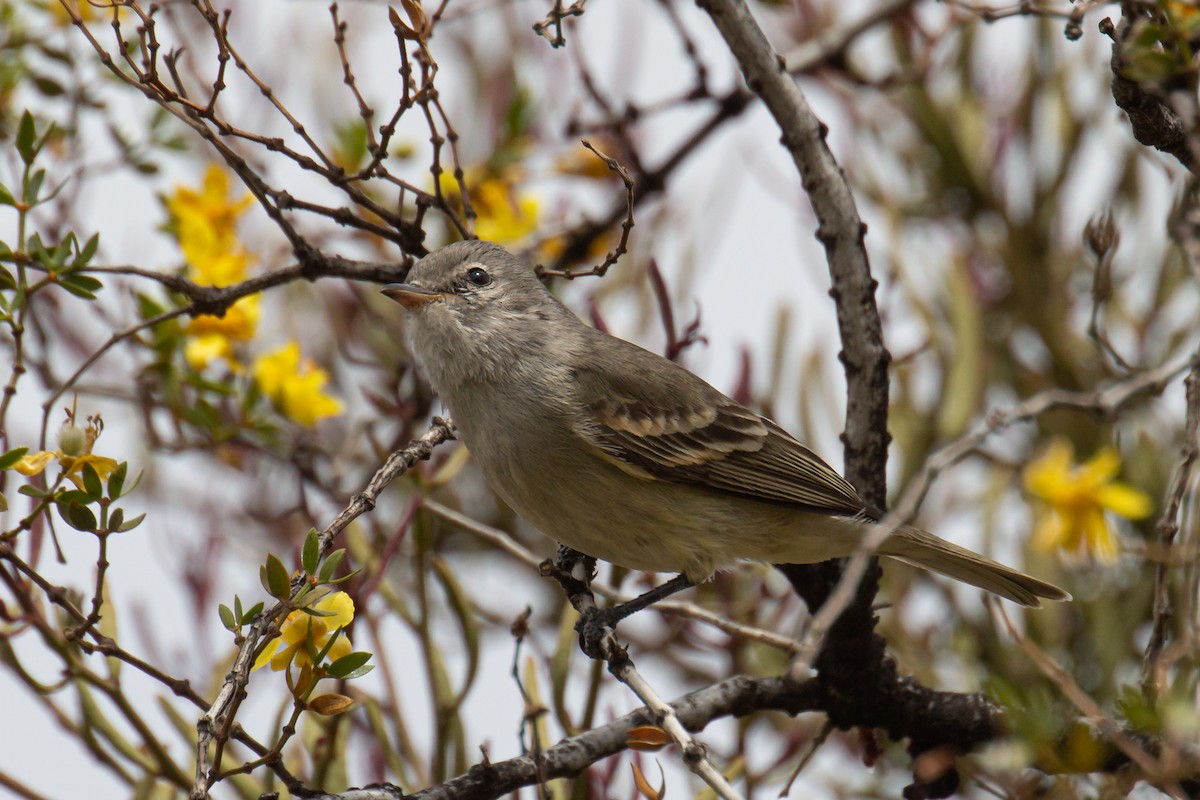 Southern Beardless-Tyrannulet - ML464023351