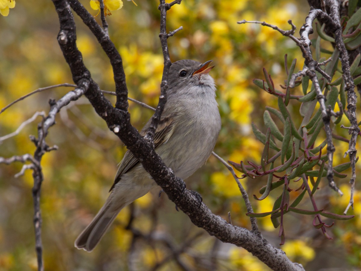 Southern Beardless-Tyrannulet - ML464023381