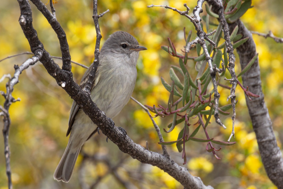 Southern Beardless-Tyrannulet - ML464023431