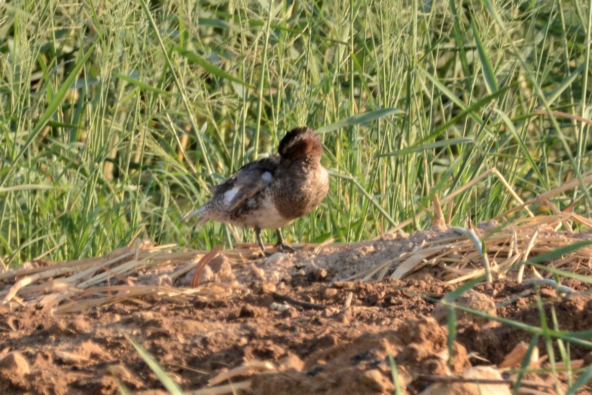 Garganey - ML464023541