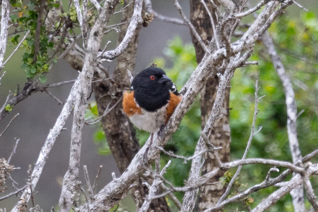 Spotted Towhee - ML464024821