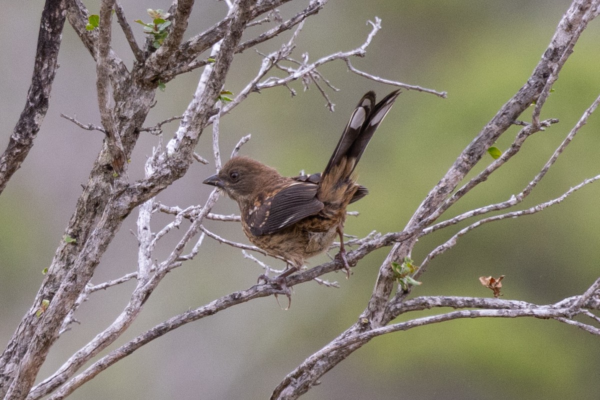Spotted Towhee - ML464024911