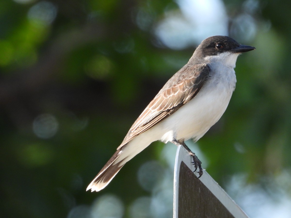 Eastern Kingbird - ML464025191