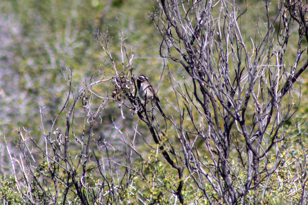 Black-throated Sparrow - ML464026291