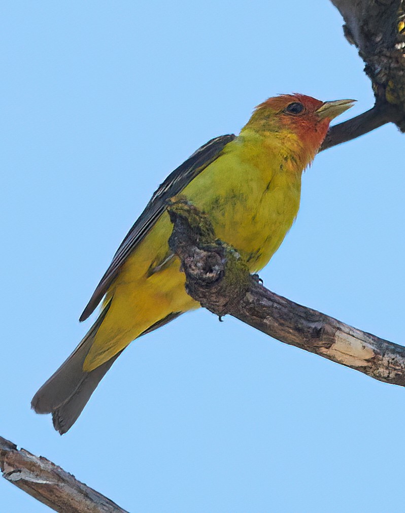 Western Tanager - ML464027521