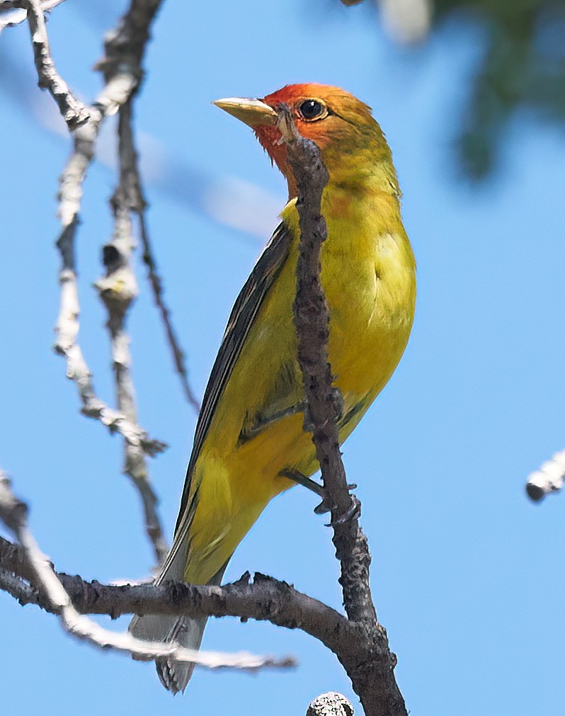 Western Tanager - ML464027531