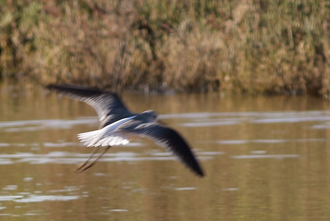 Marsh Sandpiper - ML46402801