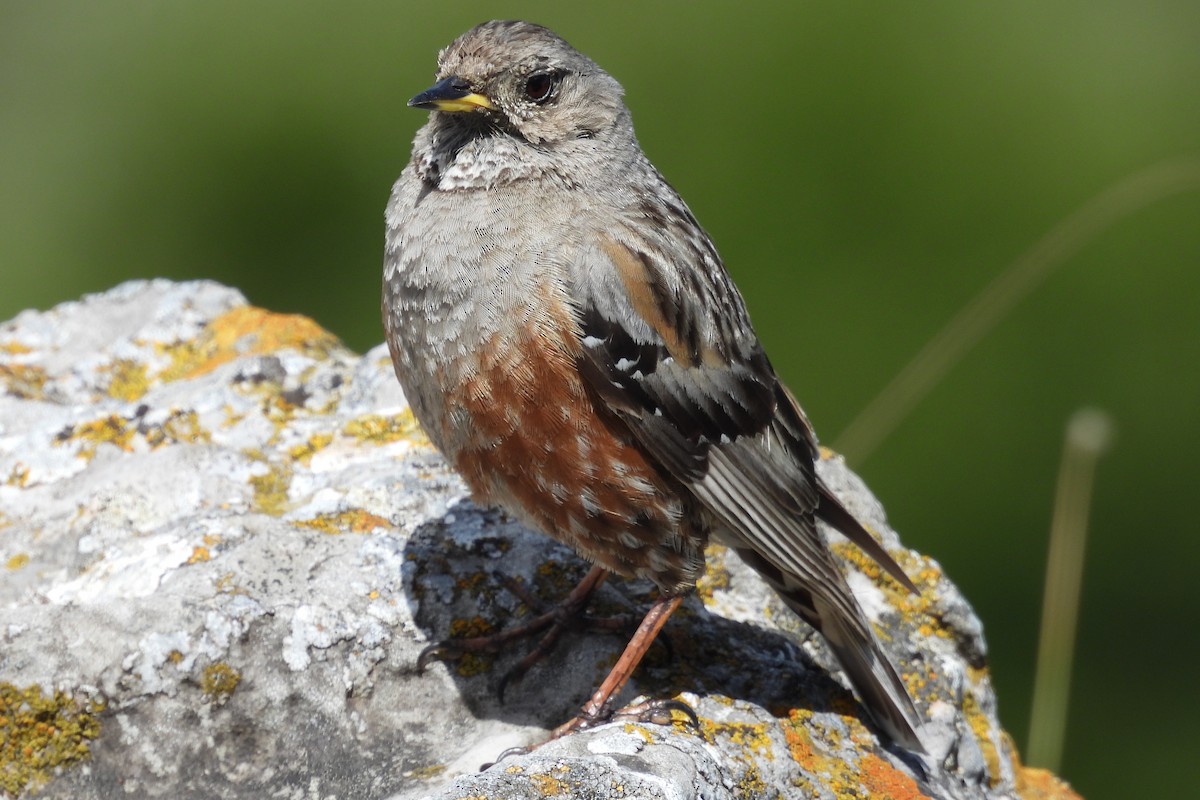 Alpine Accentor - ML464029701