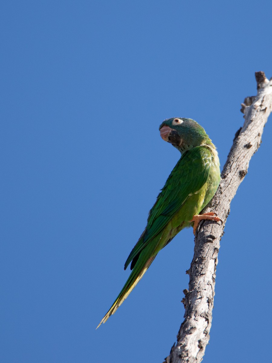 Aratinga Cabeciazul - ML464029901