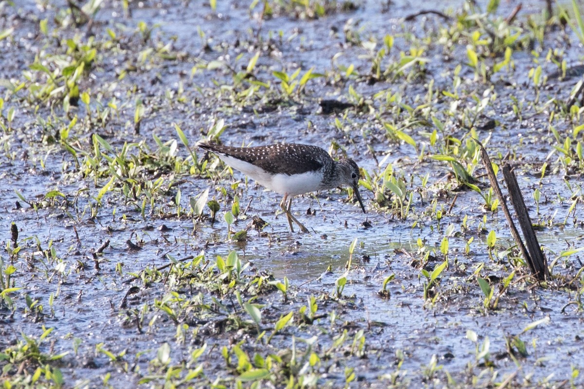 Solitary Sandpiper - ML464029991