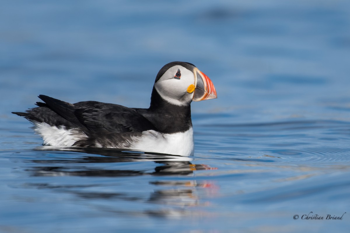 Atlantic Puffin - ML464031231