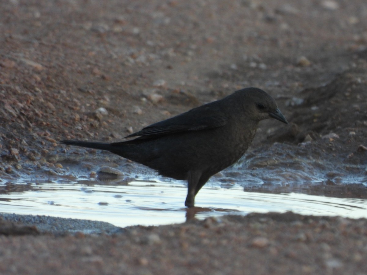 Brewer's Blackbird - ML464031321