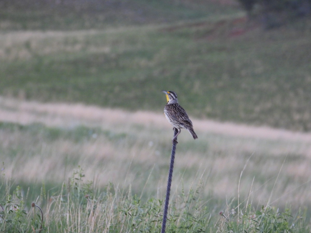 Western Meadowlark - ML464031401