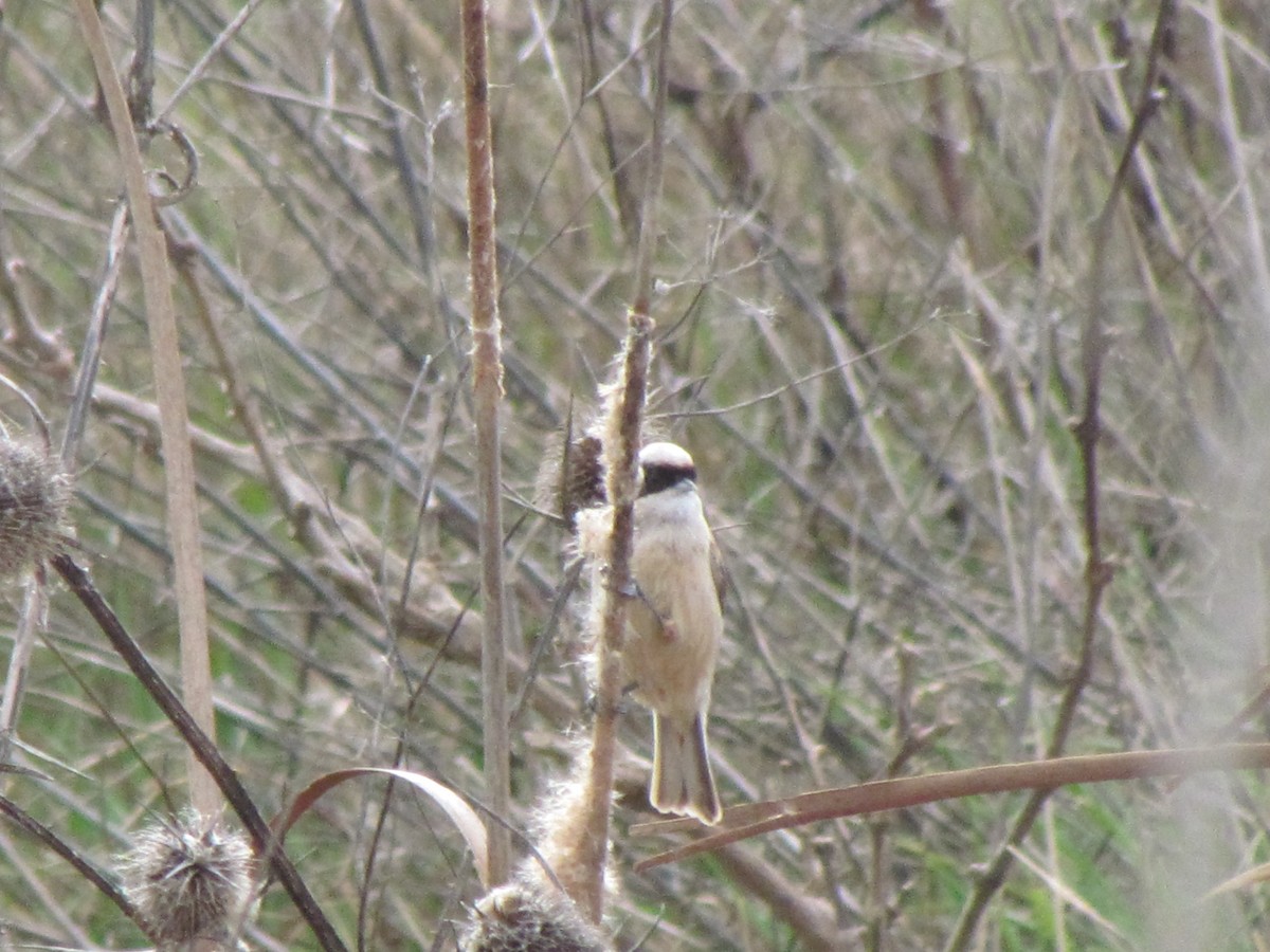 Eurasian Penduline-Tit - ML46403211