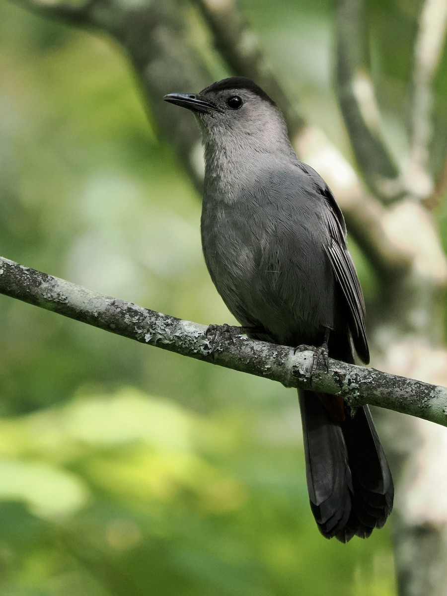 Gray Catbird - ML464032891
