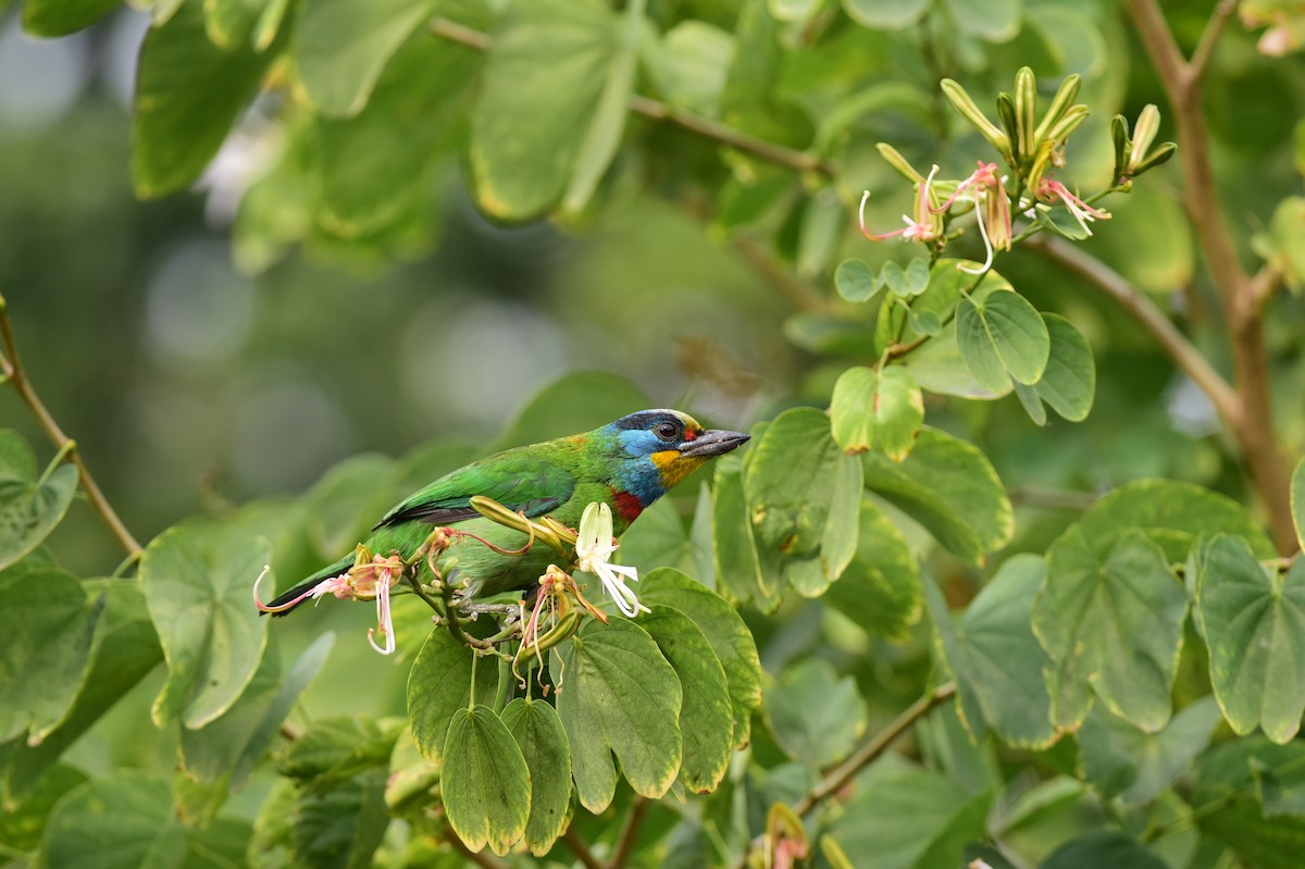 Taiwan Barbet - Tatsutomo Chin