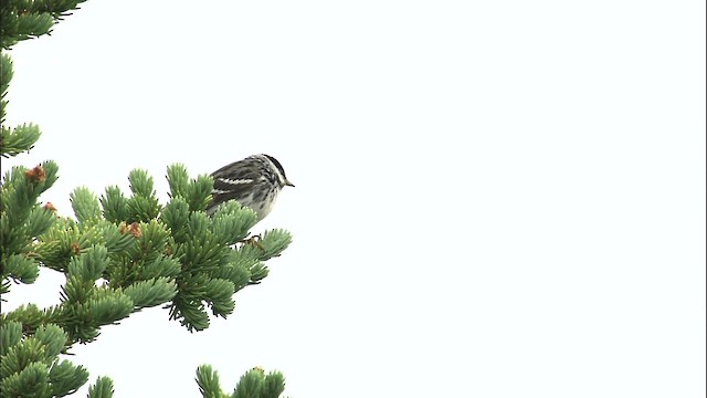 Blackpoll Warbler - ML464035