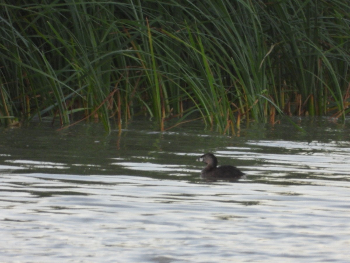 Pied-billed Grebe - ML464036391