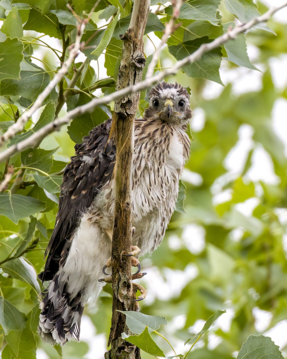 Cooper's Hawk - ML464037561