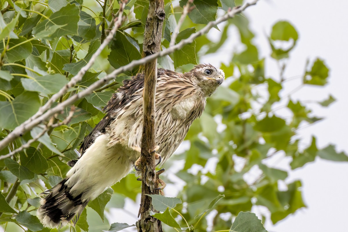 Cooper's Hawk - ML464037571