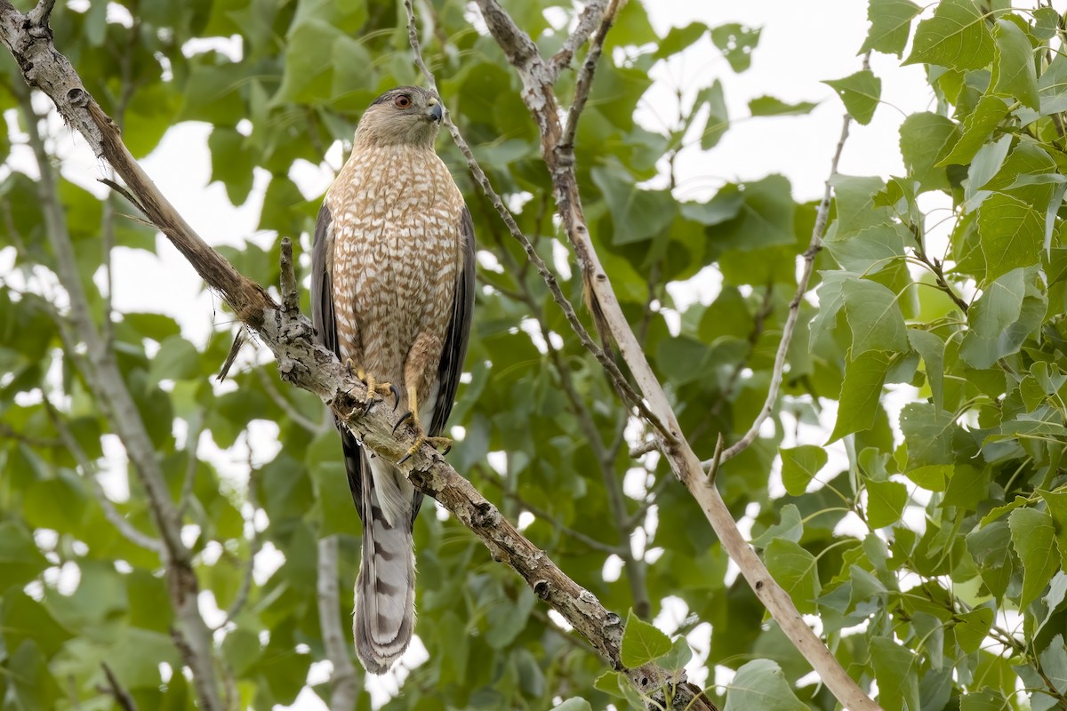 Cooper's Hawk - ML464037581