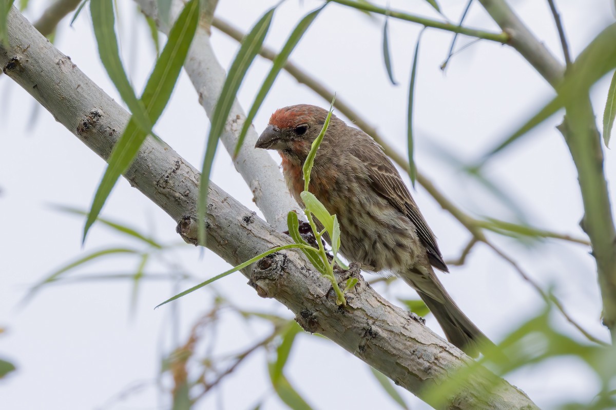 House Finch - ML464037661