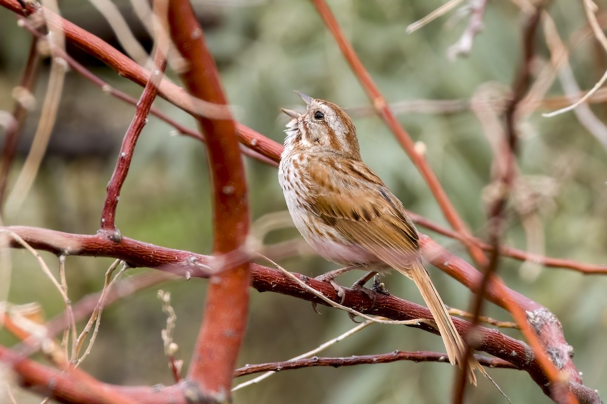 Song Sparrow - ML464037801